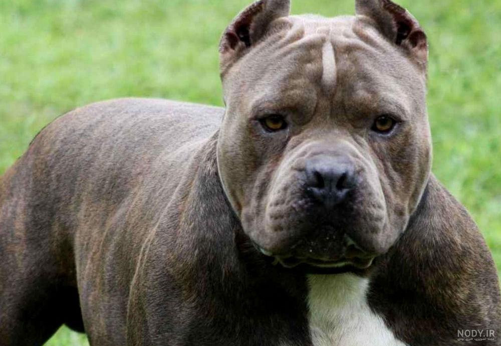خصوصیات سگ پیت بول (Pit bull) به همراه بررسی قیمت و لوازم مورد نیاز - Happypet خصوصیات سگ پیت بول (Pit bull) به همراه بررسی قیمت و لوازم مورد نیاز - Happypet