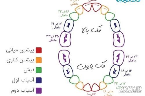 دندان درآوردن نوزاد؛ زمان، علائم و راه‌های تسکین درد • دیجی‌کالا مگ