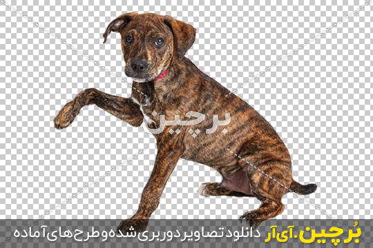 عکس های بامزه از توله سگ های کوچولو برای پروفایل