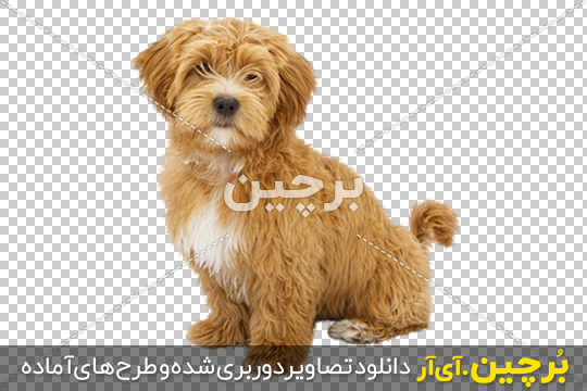عکس سگ 🐶 | عکس پروفایل سگ های بامزه، کیوت و خاص - مگونیک
