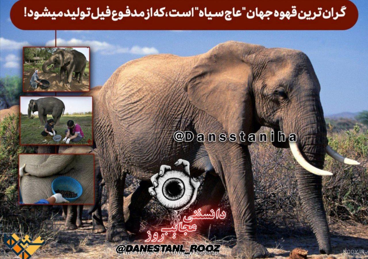 عکس فیلم قهوه تلخ عکس فیلم قهوه تلخ