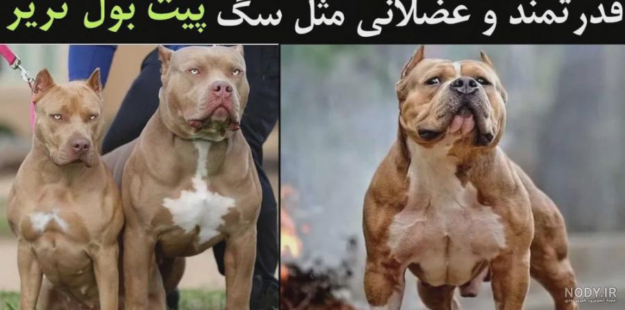معرفی نژاد آمریکن پیت بول تریر - پرشین پت مگ معرفی نژاد آمریکن پیت بول تریر - پرشین پت مگ