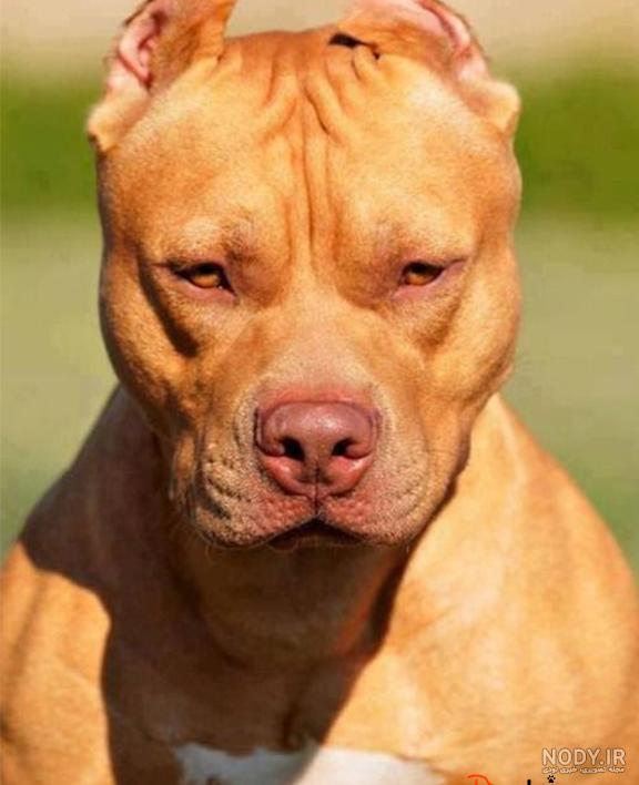 نژاد سگ بول تریر (Bull Terrier) عکس و ویدیو نژاد سگ بول تریر (Bull Terrier) عکس و ویدیو