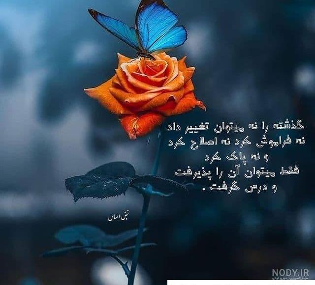 جملات و متن پروانه برای کپشن | زیبا متن