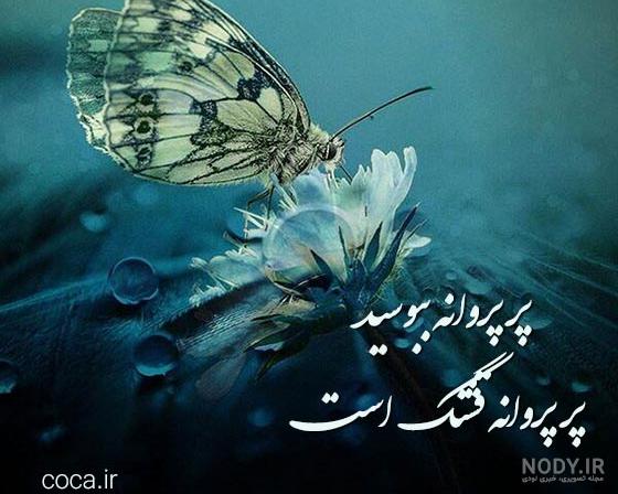 شرکت سمپاشی نگین دشت - شناخت پروانه ها