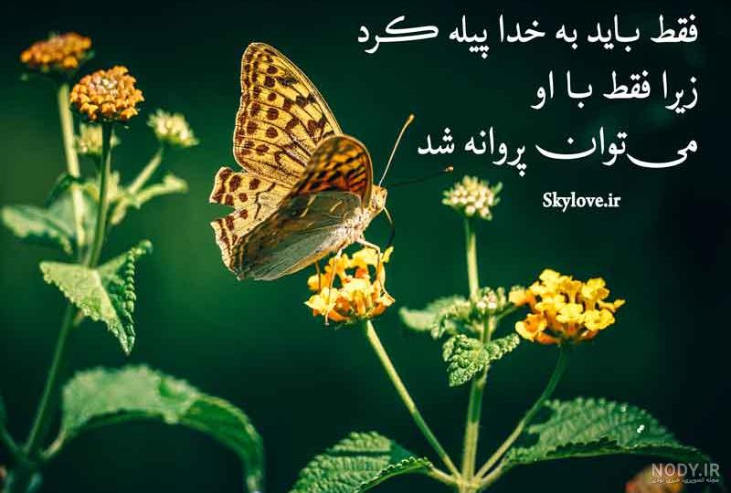 عکس نوشته پروانه ها