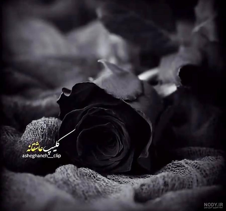 عکس گل سیاه برای پروفایل واتساپ عکس گل سیاه برای پروفایل واتساپ