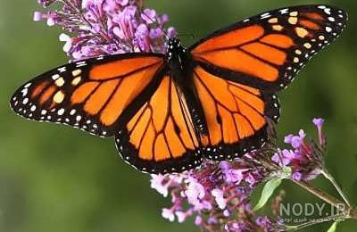 متن زیبا درباره پروانه با محتوای احساسی و مفهومی