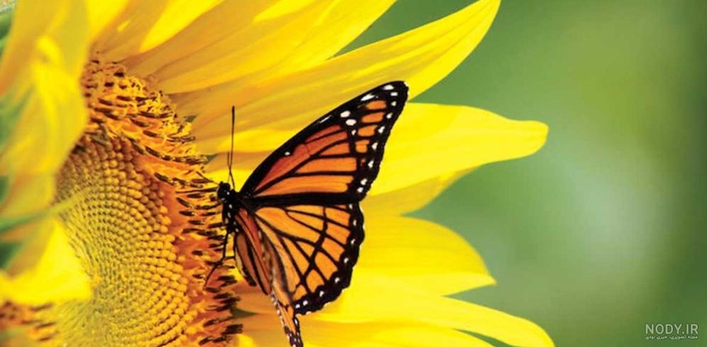 متن زیبا درباره پروانه با محتوای احساسی و مفهومی
