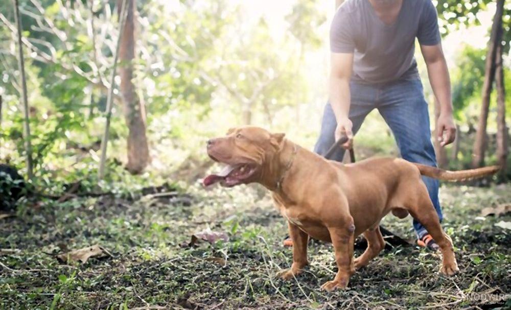 مشخصات کامل، قیمت و خرید نژاد سگ بول تریر (Bull Terrier) | پت راید مشخصات کامل، قیمت و خرید نژاد سگ بول تریر (Bull Terrier) | پت راید