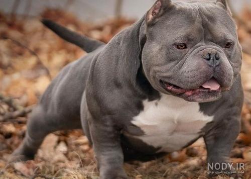 نژاد سگ بول تریر (Bull Terrier) عکس و ویدیو نژاد سگ بول تریر (Bull Terrier) عکس و ویدیو