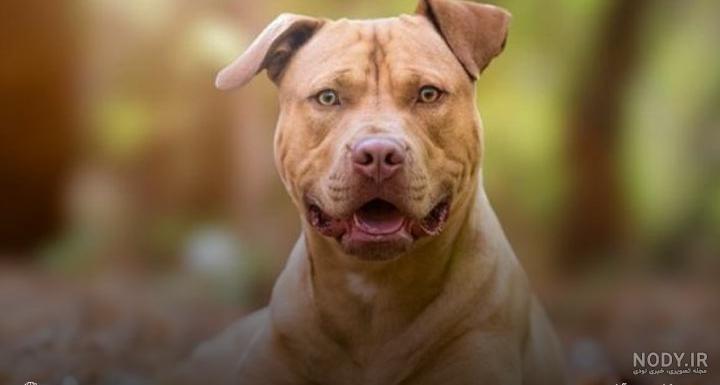 پرشین پت > > معرفی تیپ های پیت بول تیپ های پیت بول (Pit Bull Type) پرشین پت > > معرفی تیپ های پیت بول تیپ های پیت بول (Pit Bull Type)