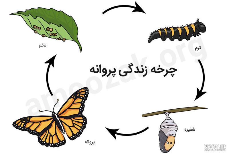 چند فعالیت ساده درباره چرخه زندگی پروانه