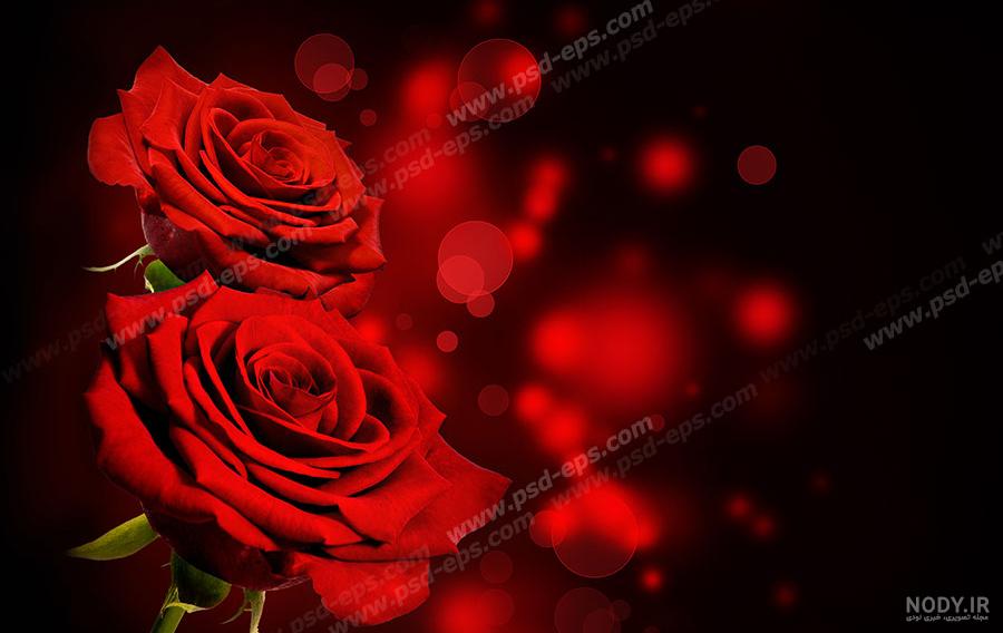 گالری عکس گل رز مشکی؛ ۲۹ عکس خاص و محشر برای پروفایل - ستاره گالری عکس گل رز مشکی؛ ۲۹ عکس خاص و محشر برای پروفایل - ستاره