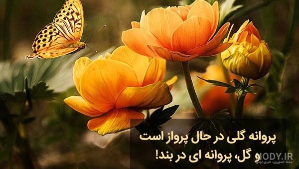 ۳۰ شعر و متن در مورد پروانه، بسیار زیبا و خواندنی - ستاره