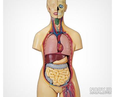 آناتومی و فیزیولوژی قلب | کافه پزشکی | هر آنچه که در علم طب به آن نیاز دارید