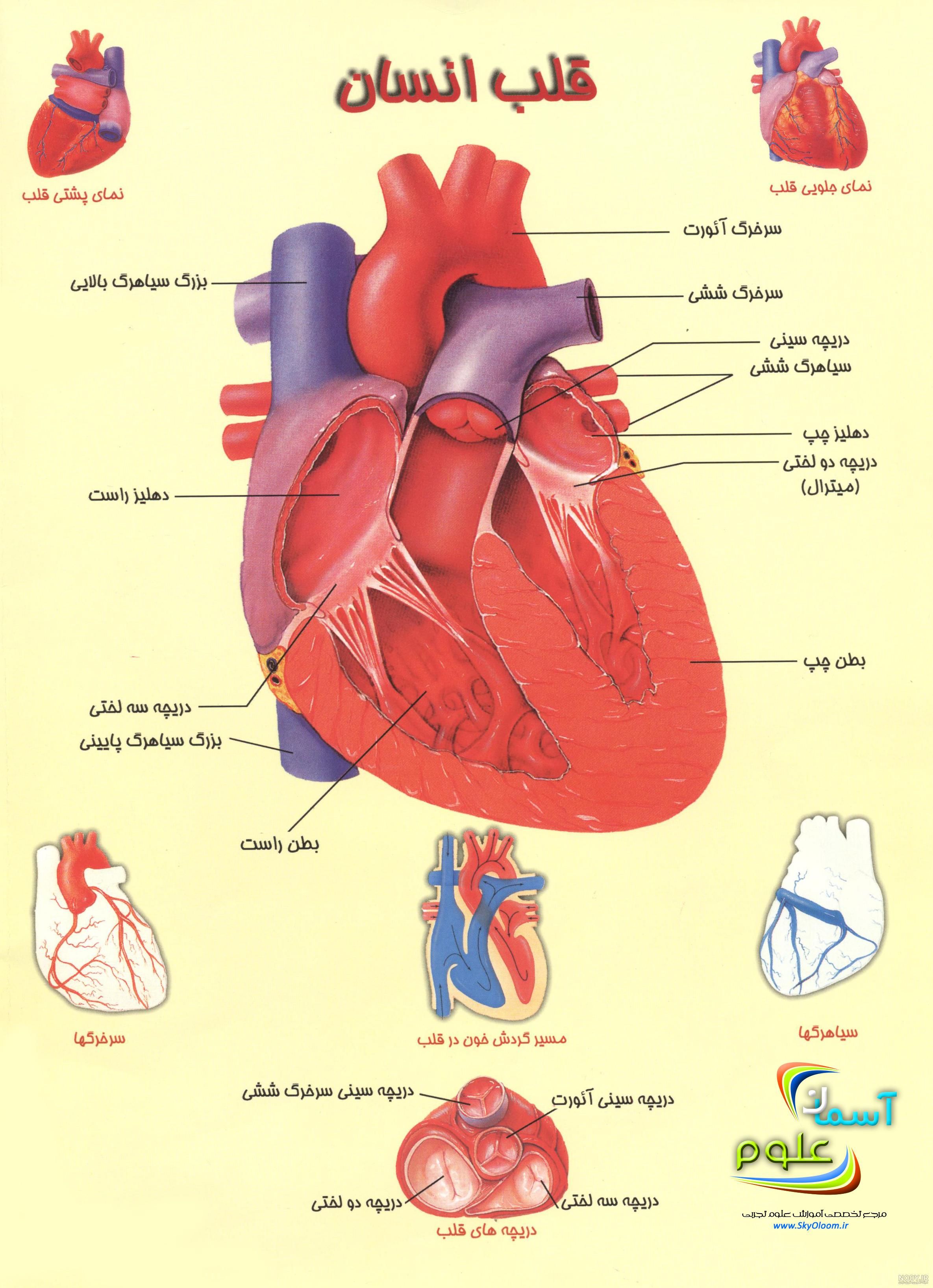آناتومی قلب و عروق قلب انسان از بدن سالم به عنوان سمبل مراقبت پزشکی پزشکی  برای عملکرد اندام گردش خون داخلی 1469528