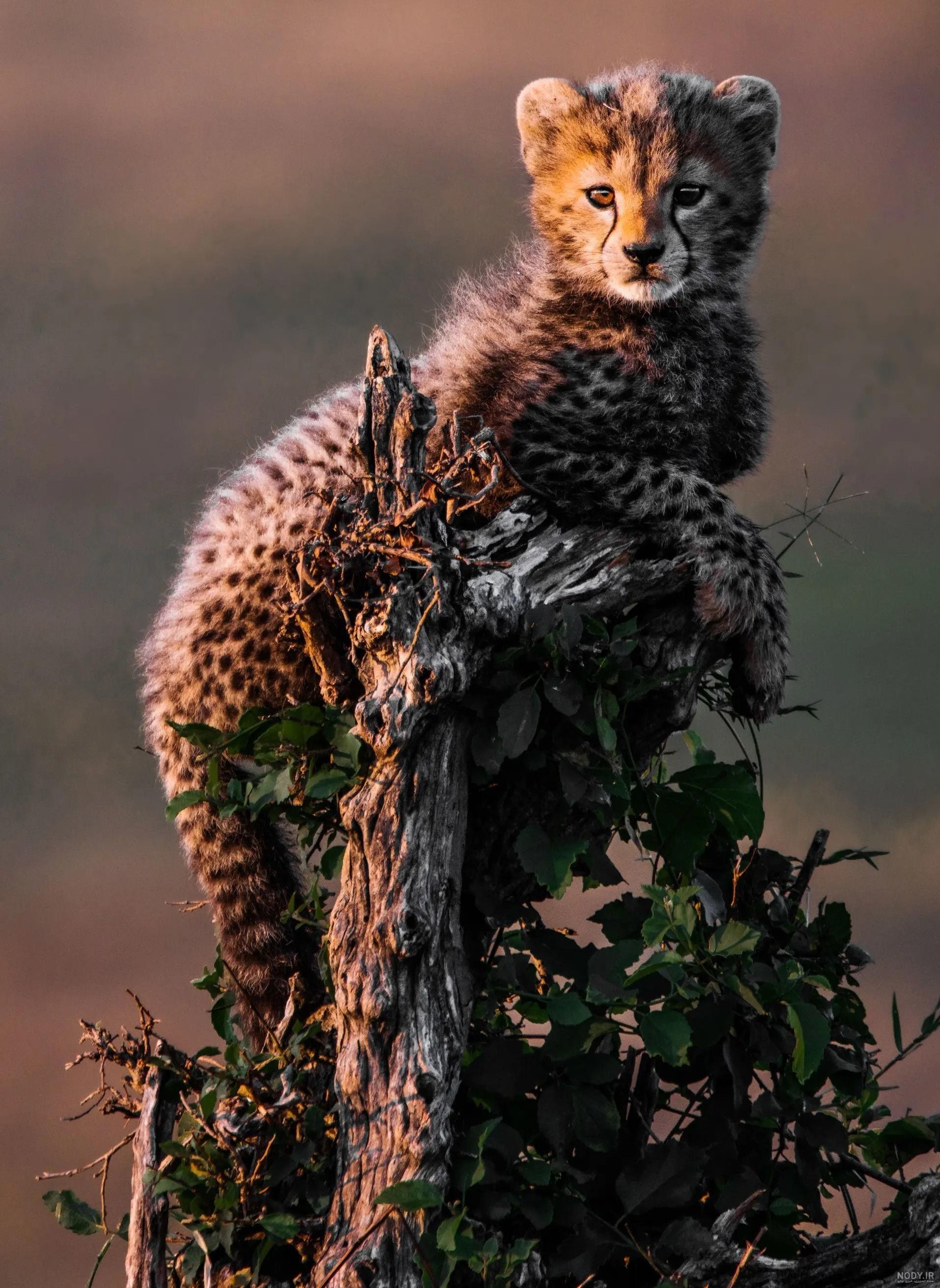 ببر بنگال سفید عصبانی white bangal tiger ببر بنگال سفید عصبانی white bangal tiger
