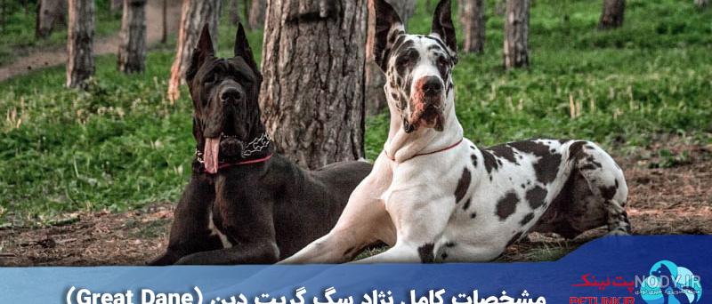 خرید و فروش سگ وحشی آدم خوار در ایران (عکس) خرید و فروش سگ وحشی آدم خوار در ایران (عکس)
