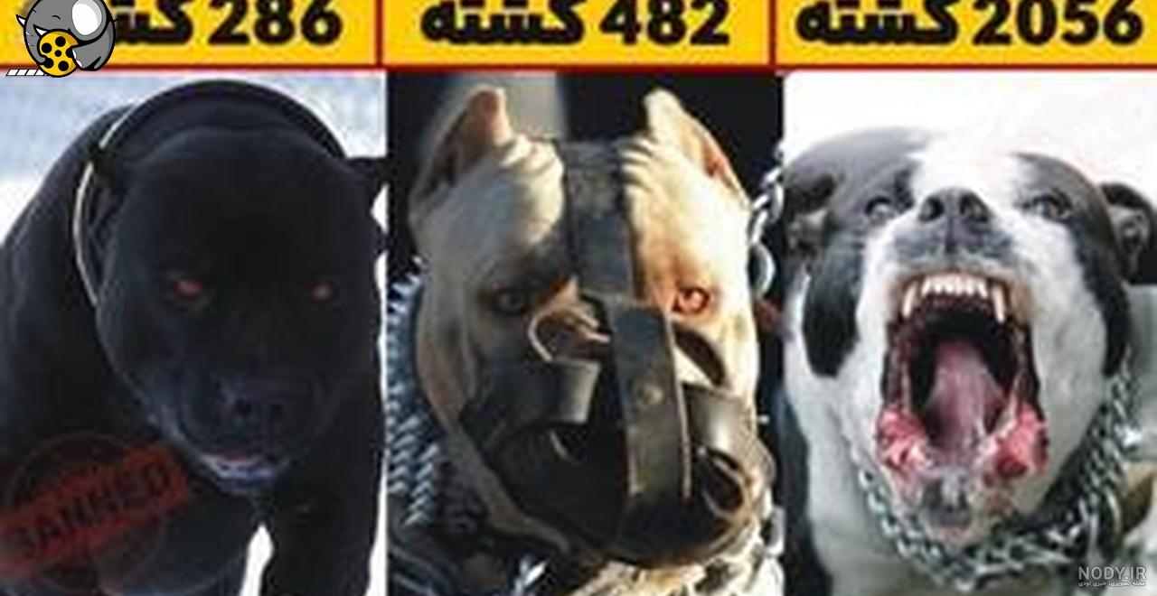 صدای سگ، دانلود صدای انواع سگ جدید 2023 - آذین بلاگ صدای سگ، دانلود صدای انواع سگ جدید 2023 - آذین بلاگ