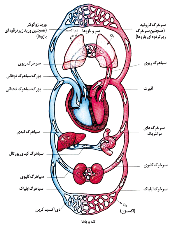 عکس قلب انسان | کلینیک تخصصی قلب نگار