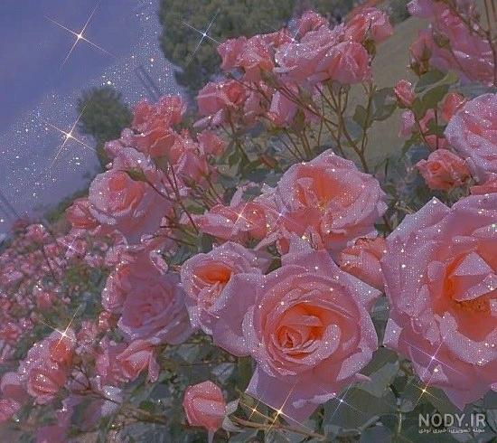 عکس کیوت دخترونه صورتی برای پروفایل عکس کیوت دخترونه صورتی برای پروفایل