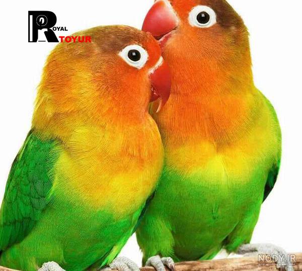فرارو | قیمت طوطی چند؟