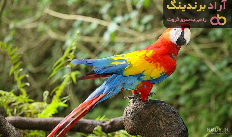 قیمت طوطی گالارز | خرید + فروش گالارز