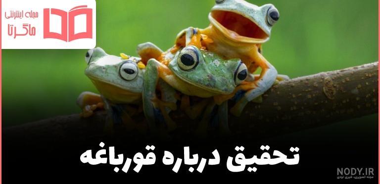 نقاشی مراحل رشد قورباغه برای رنگ آمیزی کودکان نقاشی مراحل رشد قورباغه برای رنگ آمیزی کودکان