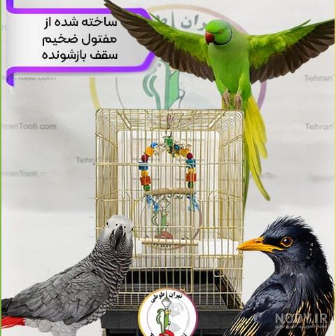 همه چیز درباره طوطی کاکادو + روش نگهداری و قیمت
