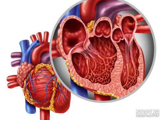 همه چیز در مورد ساختار قلب و بیماری های قلبی | جهان شیمی فیزیک