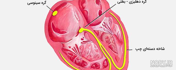 وکتور آناتومی قلب انسان - دیجیت باکس - DigitBox