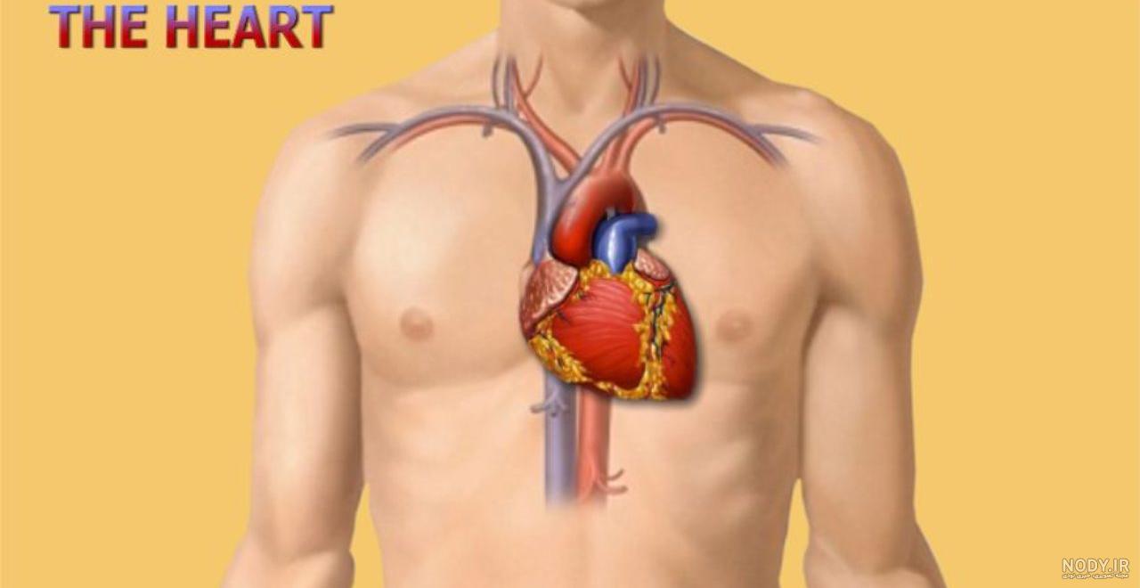 پوستر آناتومی قلب انسان | پایگاه آموزش علوم تجربی