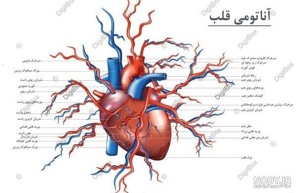 پی وی سی قلب | pvc قلب - دکتر علیرضا قربانی شریف