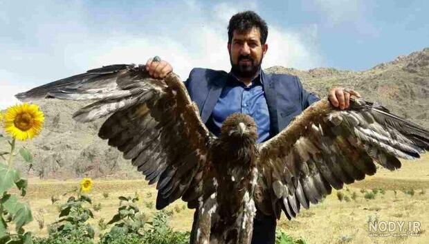 جزئیات تولد دو جوجه عقاب طلایی در ایران+تصاویر جزئیات تولد دو جوجه عقاب طلایی در ایران+تصاویر