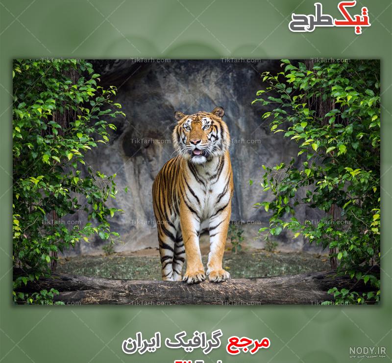 شکار یک ببر نادر با دوربین تله‌ای