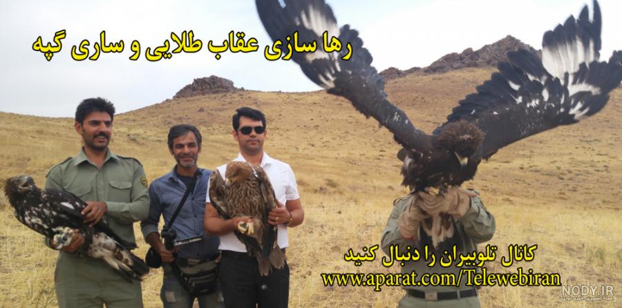 عقاب طلایی ایران حکمران صخره های بلند عقاب طلایی ایران حکمران صخره های بلند