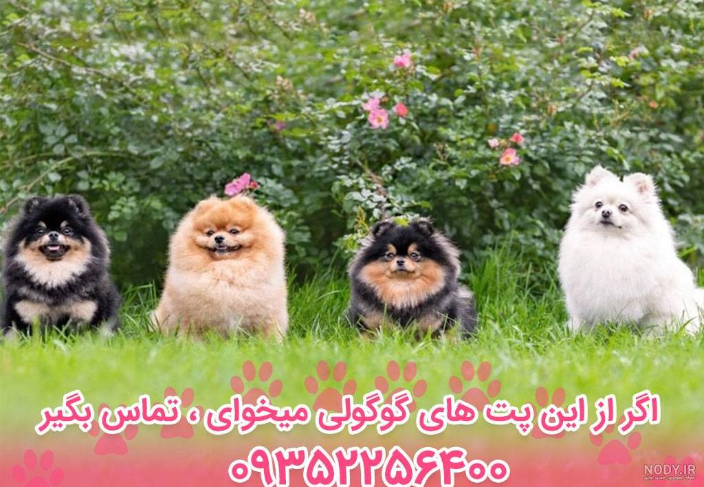 عکس سگ پامرین خرسی سفید عکس سگ پامرین خرسی سفید
