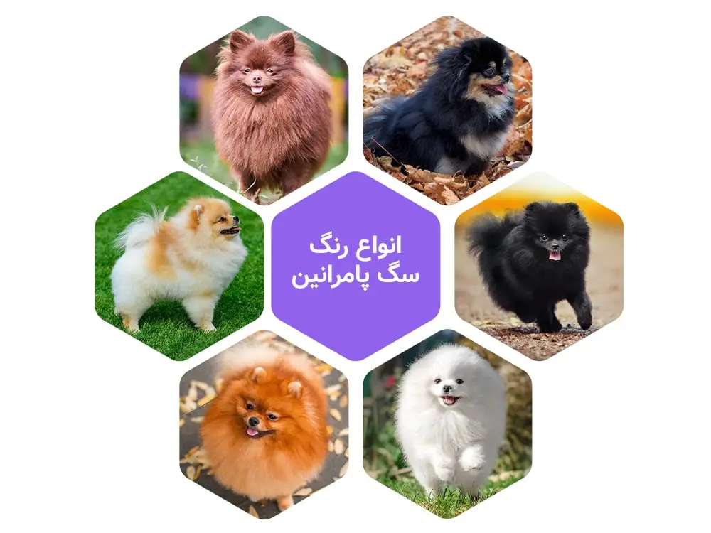 عکس سگ پامرین سفید عکس سگ پامرین سفید