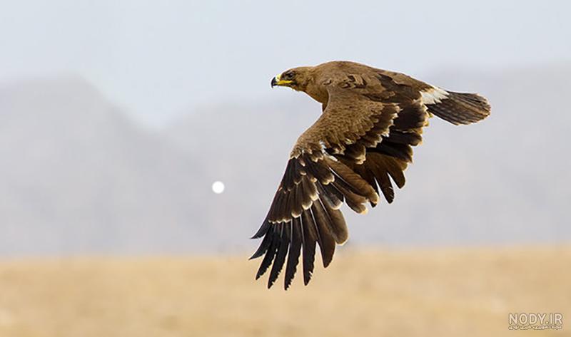 عکس عقاب ایرانی طلایی iranian golden eagle عکس عقاب ایرانی طلایی iranian golden eagle