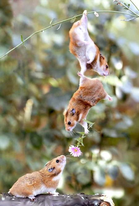 عکس نقاشی فانتزی همستر ❤️ [ بهترین تصاویر ]