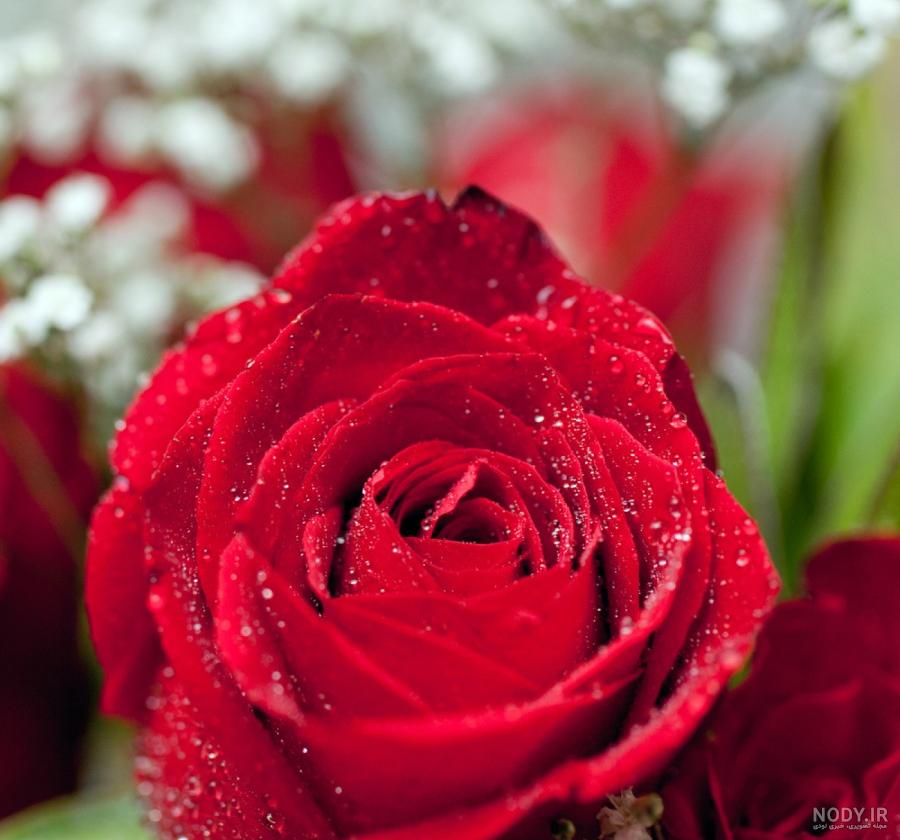 عکس گل طبیعی زیبا