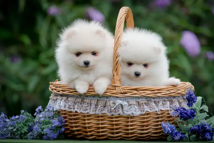 قیمت و خرید سگ پامرانین خرسی و روباهی Pomeranian قیمت و خرید سگ پامرانین خرسی و روباهی Pomeranian
