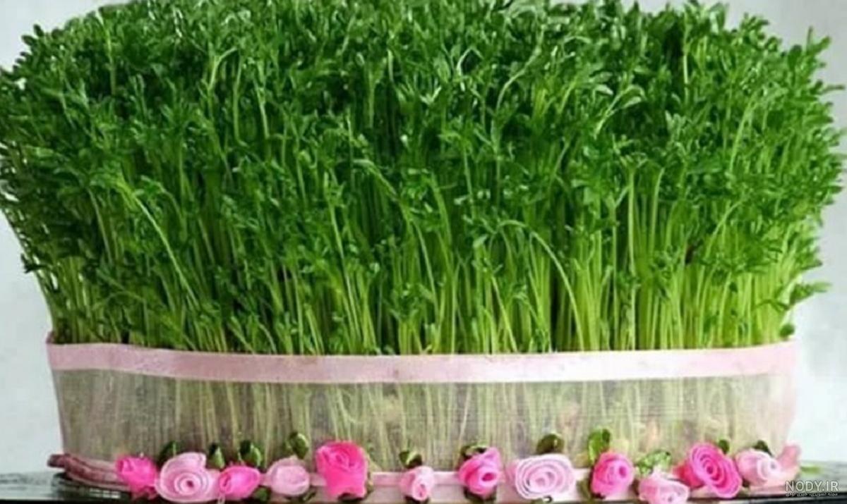 مدل سبزه عید نوروز+تصاویر مدل سبزه عید نوروز+تصاویر