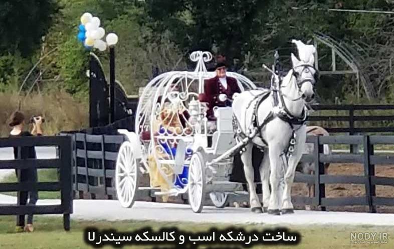 گالری عکس اسب وحشی بسیار زیبا و دیدنی - ستاره