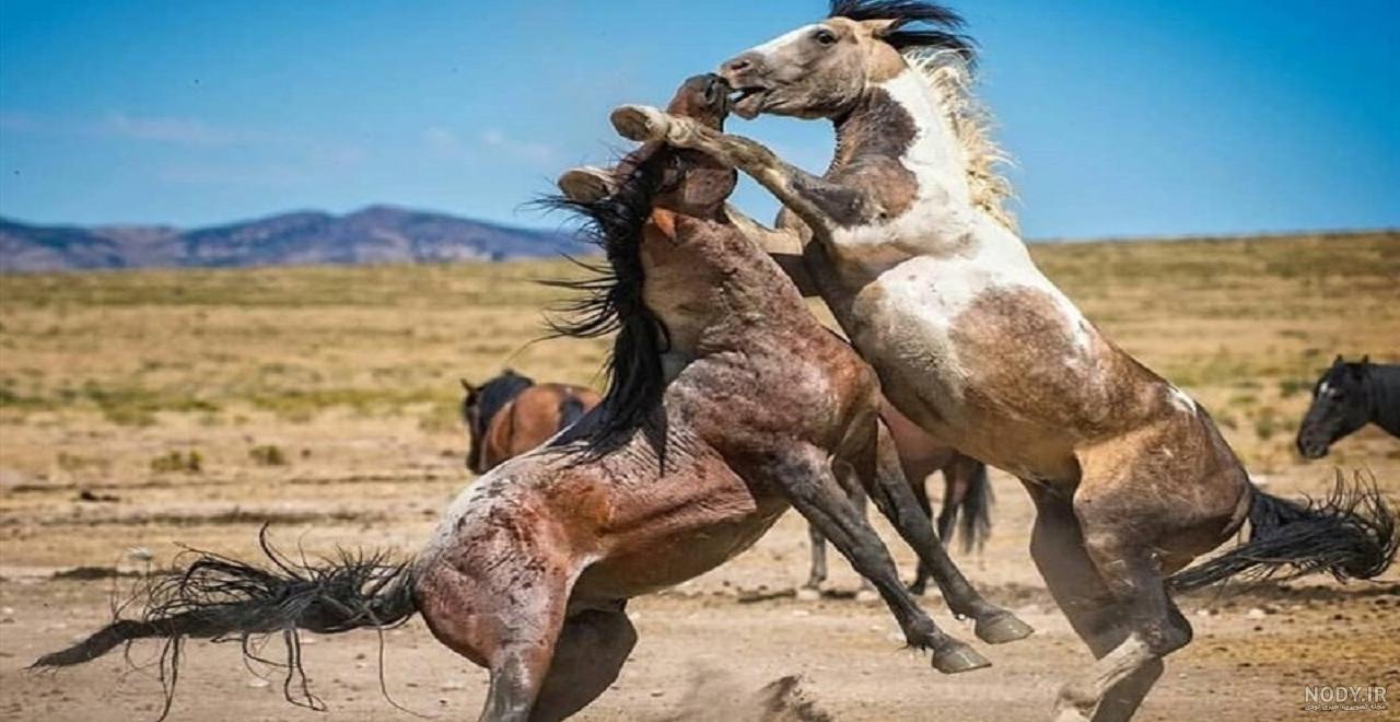 اسب شایر اسب های غول پیکر قدرتمند و جذاب اطلاعات کامل این نژاد اسب شایر اسب های غول پیکر قدرتمند و جذاب اطلاعات کامل این نژاد