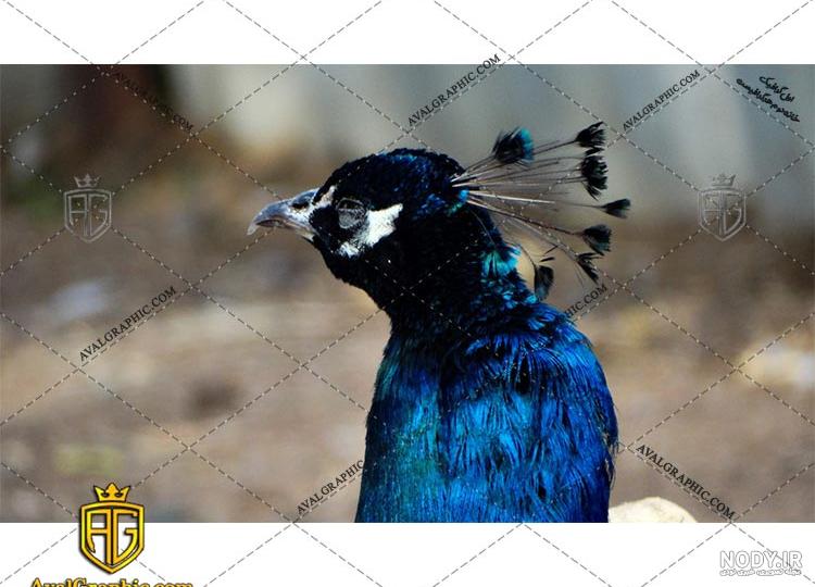 اطلاعات کامل در مورد طاووس + تصاویر بسیار زیبا | دنیای حیوانات اطلاعات کامل در مورد طاووس + تصاویر بسیار زیبا | دنیای حیوانات
