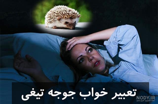حیات وحشی حیوانات حملات جوجه تیغی