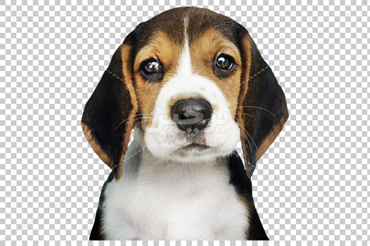 خرید ارزان قیمت کلبه سگ خانگی چوبی مدل Pet 801 + ارسال رایگان