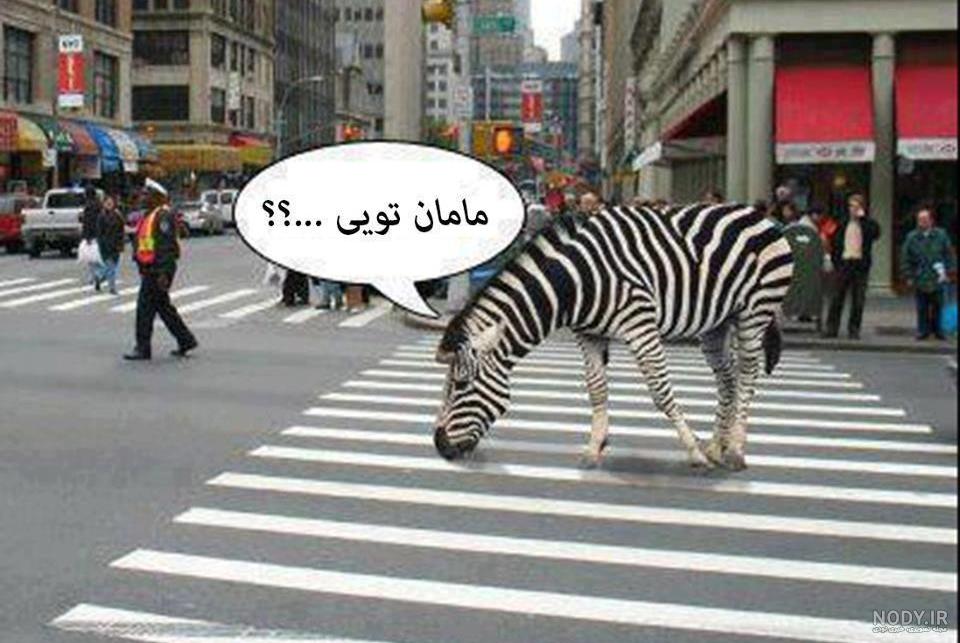 خنده دارترین و جالب ترین سوژه های خنده دار خنده دارترین و جالب ترین سوژه های خنده دار